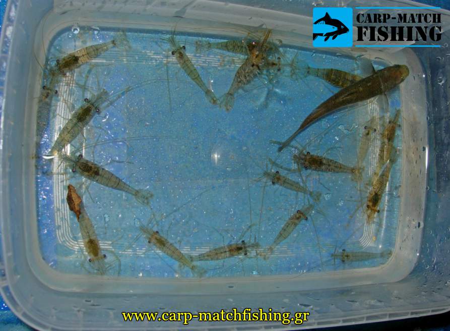 zontanes garides matchfishing lavrakia carpmatchfishing