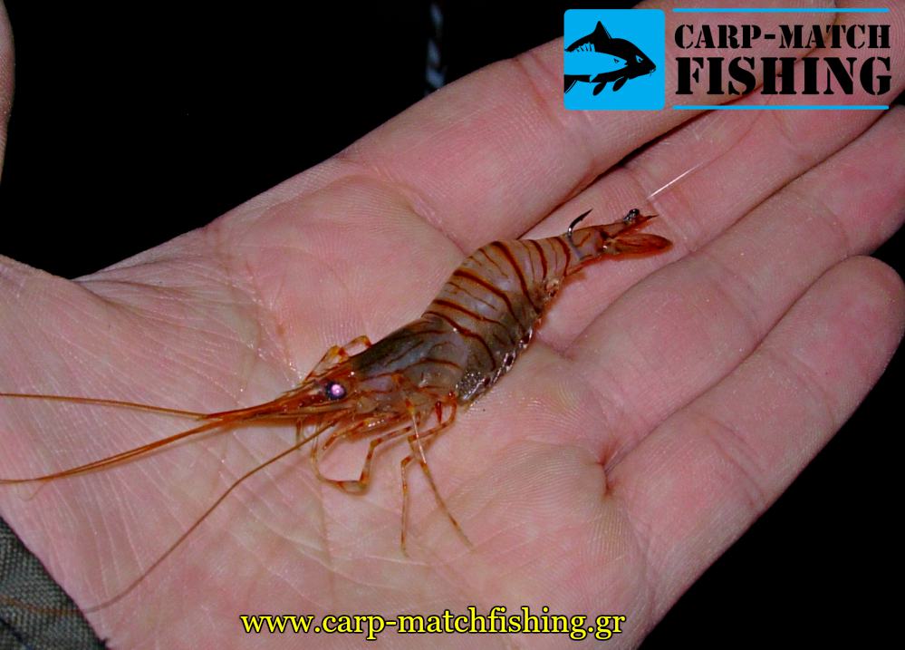 zontani garida gia doloma dolosia match carpmatchfishing