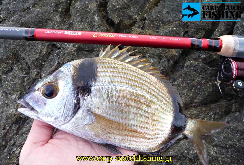 aulias dragon combat match rod psarema carpmatchfishing