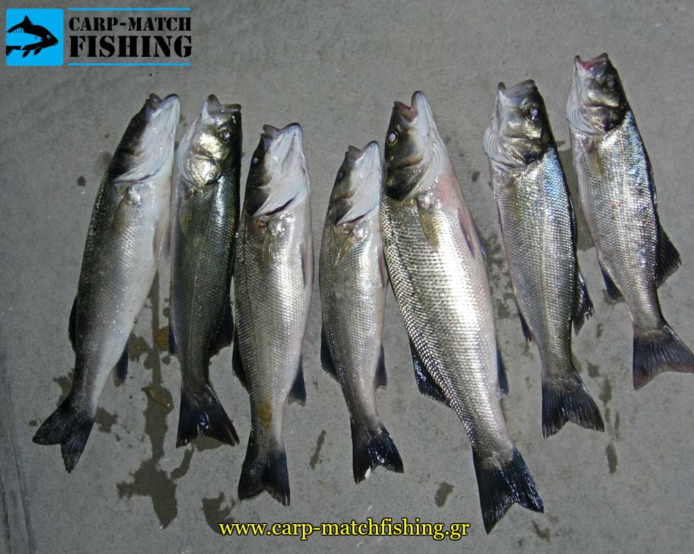 lavrakia me zontani garida 7 eggleziko carpmatchfishing
