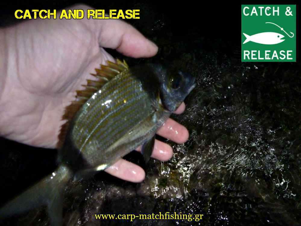 catch and release aulias carpmatchfishing
