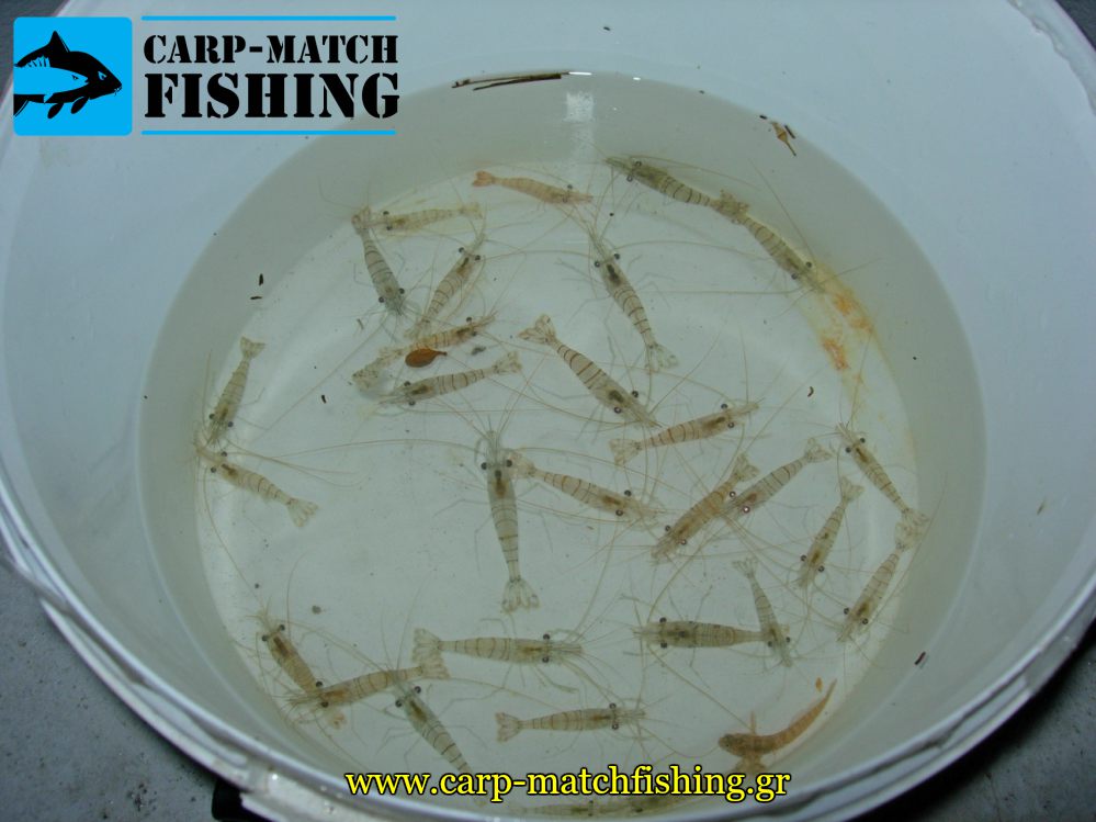 zontanes garides matchfishing psarema eggleziko carpmatchfishing