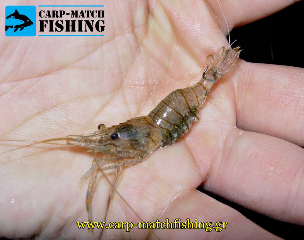 zontani garida gia doloma eggleziko gia lavrakia carpmatchfishing