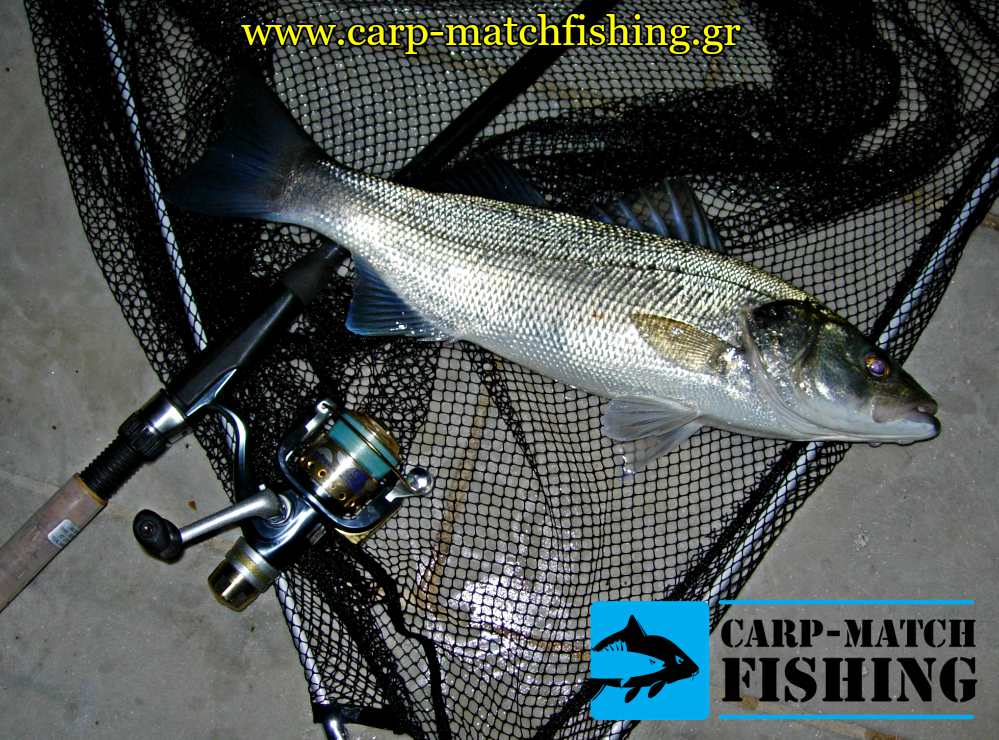 lavraki apoxi matchfishing zontani garida carpmatchfishing