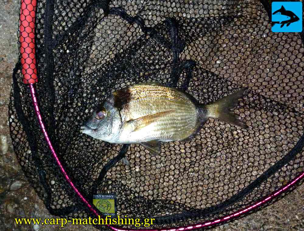 aulias apoxi match psarema carpmatchfishing