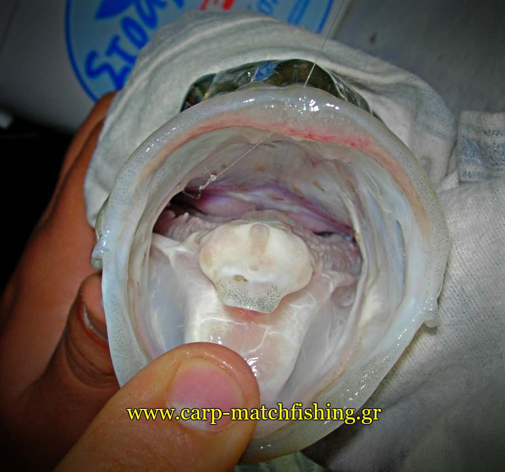lavraki stoma agkistri zontani garida matchfishing carpmatchfishing
