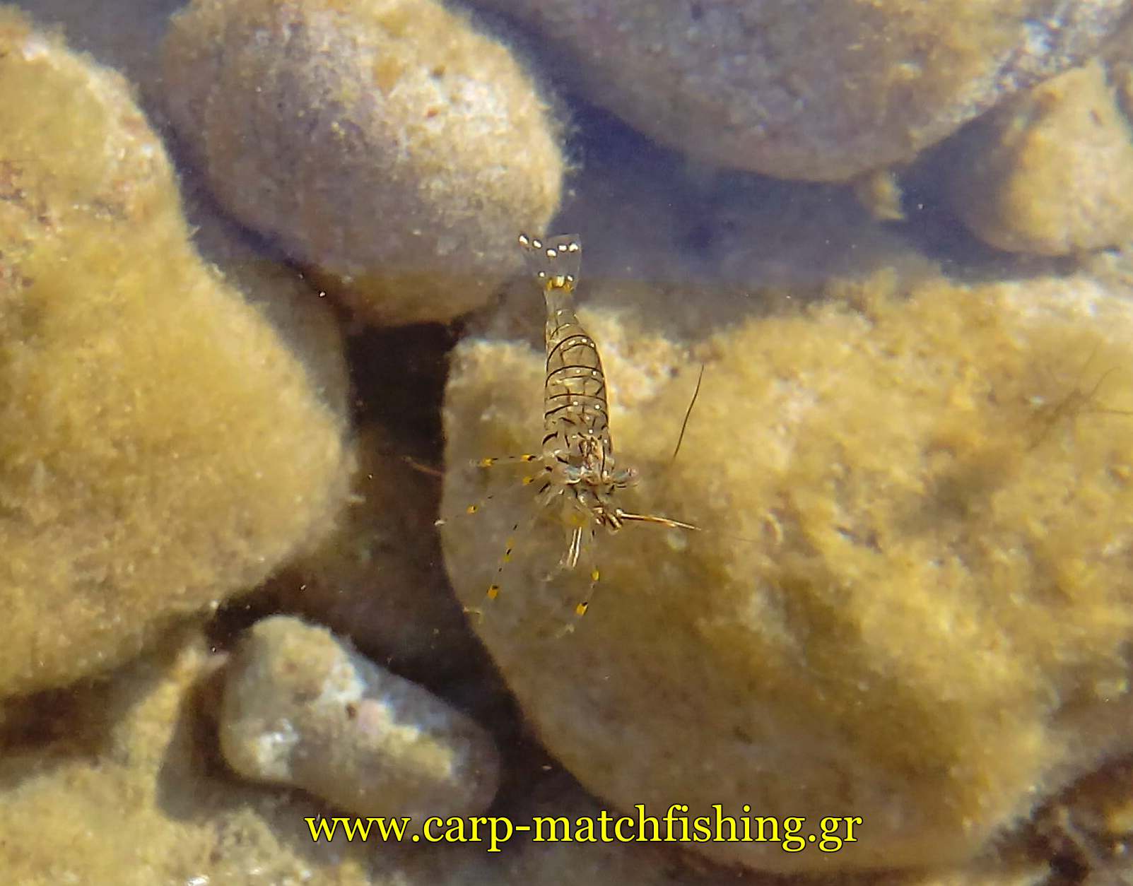zontani garida carpmatchfishing