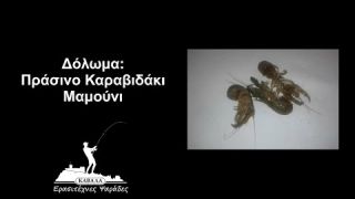 Δόλωμα: Πράσινο Καραβιδάκι/Μαμούνι